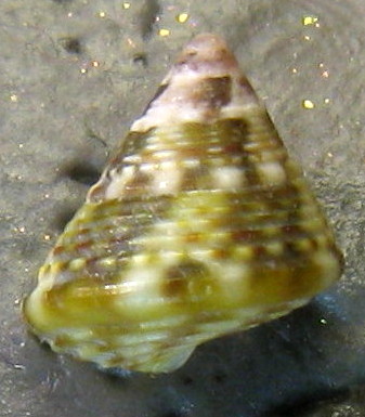 Tenerife, Canarie - Famiglia Trochidae